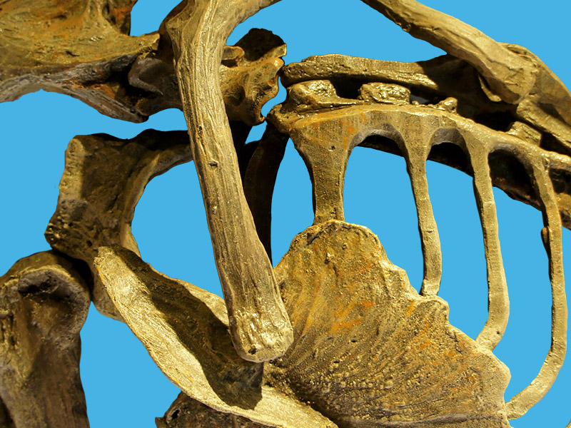 Dimorphodon Skeleton