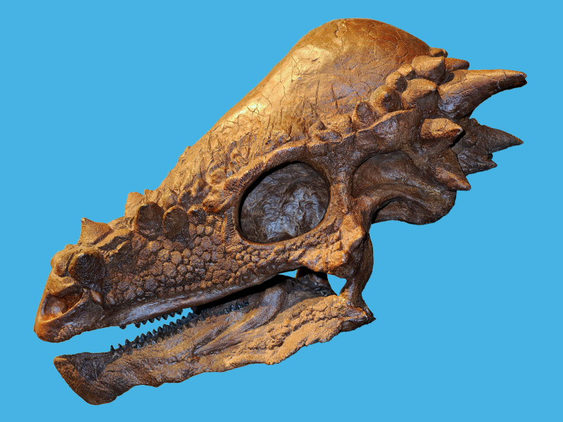 Pachycephalosaurus Skeleton