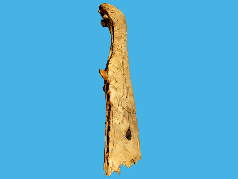 Suchomimus Skeleton