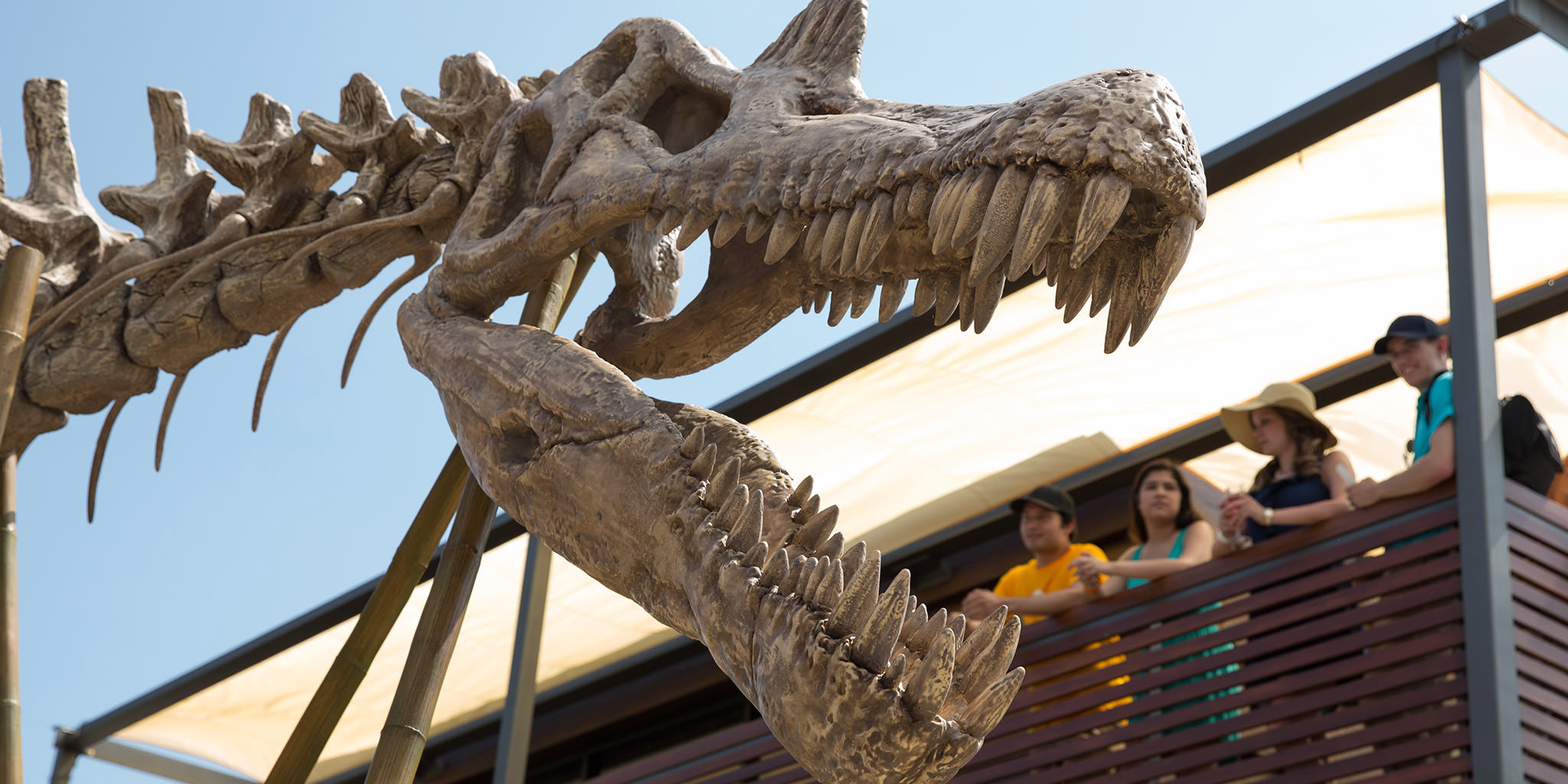 Group Balcony Spinosaurus Skeleton