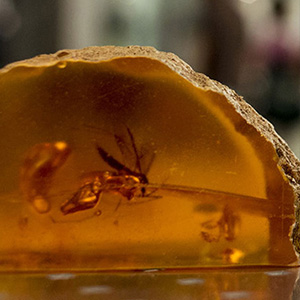 Close-up of mosquito stuck in amber