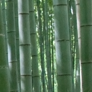 Close-up photo of bamboo stalks