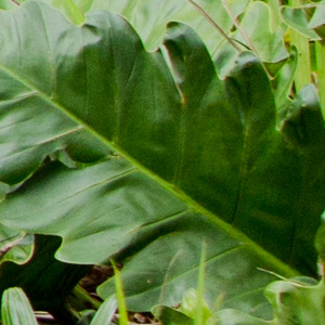 Close-up photo of plant leaf