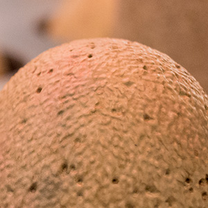 Close-up photo of dinosaur egg